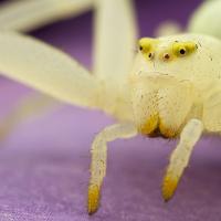 Crab Spider - Misumena vatia 3 